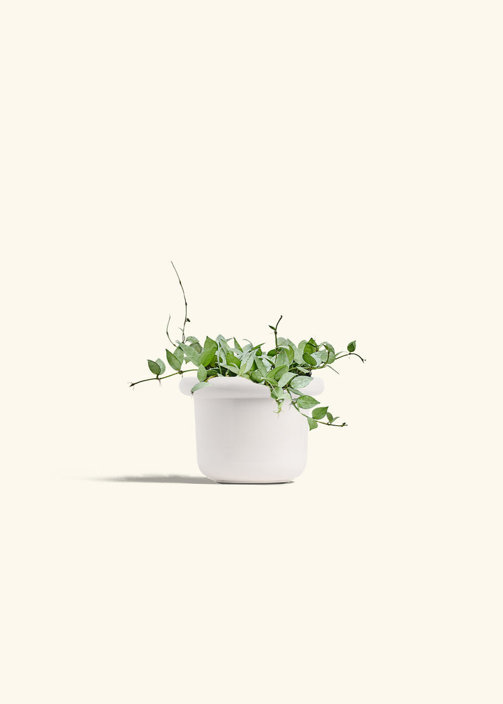 Hoya Arctic in a 6 inches Fat Lip White Planter 