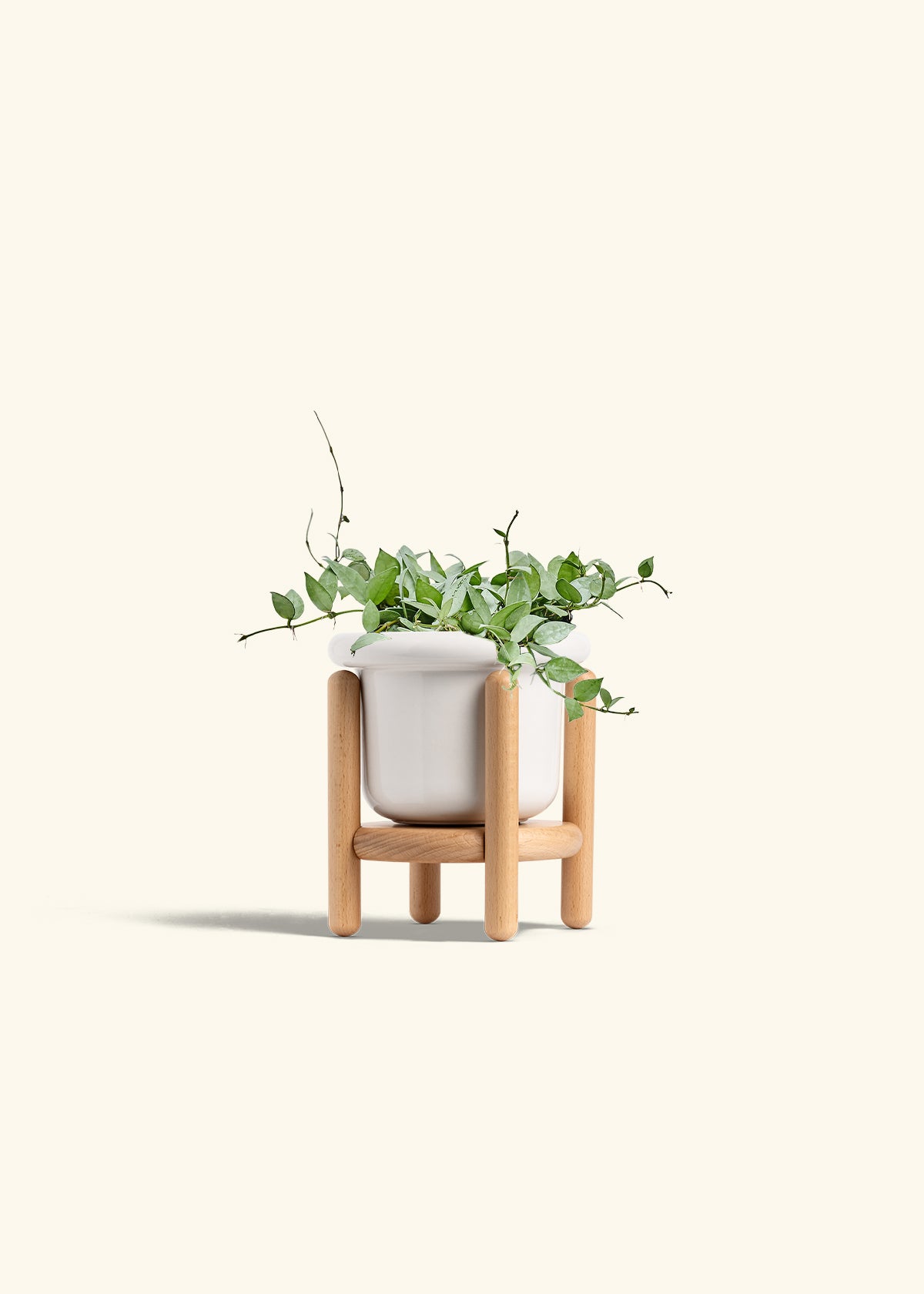 Hoya Arctic in a 6 inches Fat Lip White Planter in a Beech Wood Stand