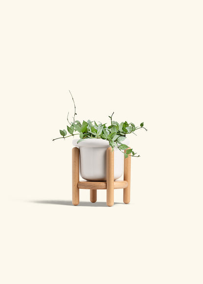 Hoya Arctic in a 6 inches Fat Lip White Planter in a Beech Wood Stand