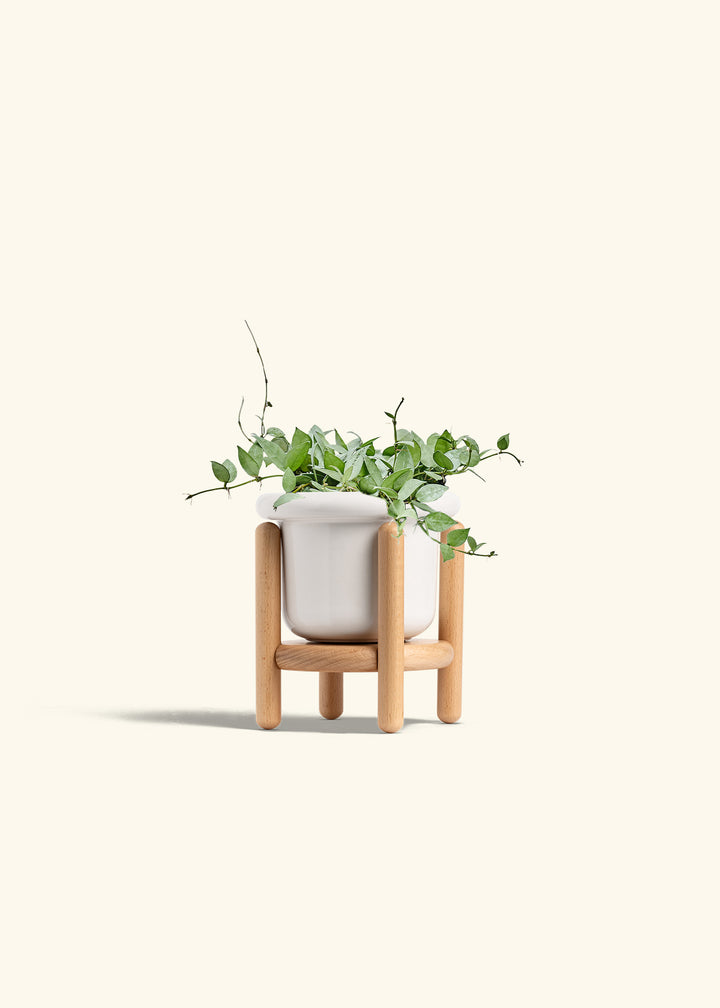 Hoya Arctic in a 6 inches Fat Lip White Planter in a Beech Wood Stand