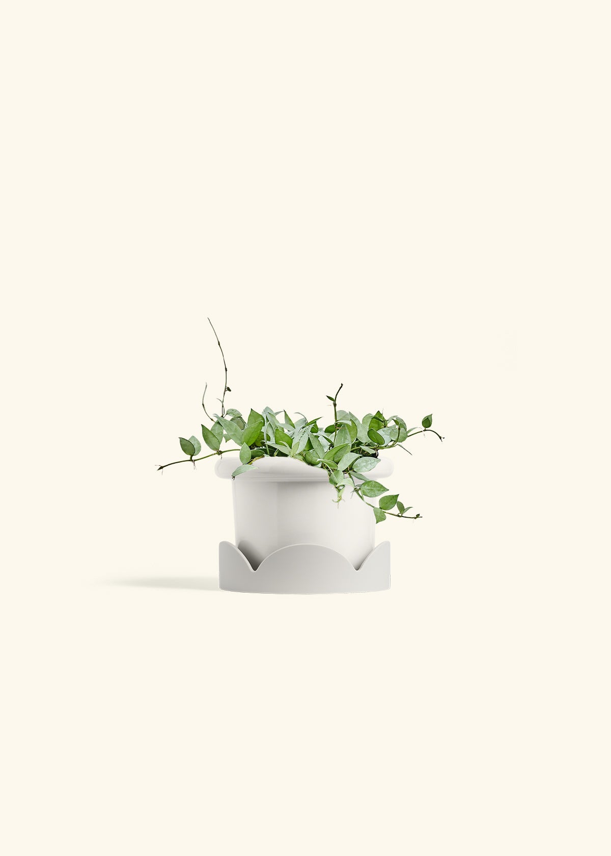 Hoya Arctic in a 6 inches Fat Lip White Planter in a Oat Petal Drip Tray