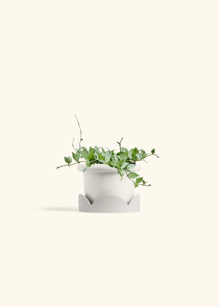 Hoya Arctic in a 6 inches Fat Lip White Planter in a Oat Petal Drip Tray
