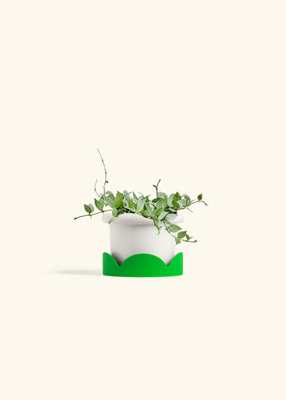Hoya Arctic in a 6 inches Fat Lip White Planter in a Shamrock Petal Drip Tray