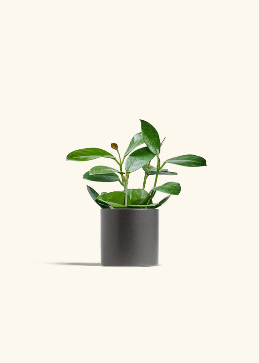 Hoya Australis in a 4 inches Charcoal Classic Cylinder Planter 