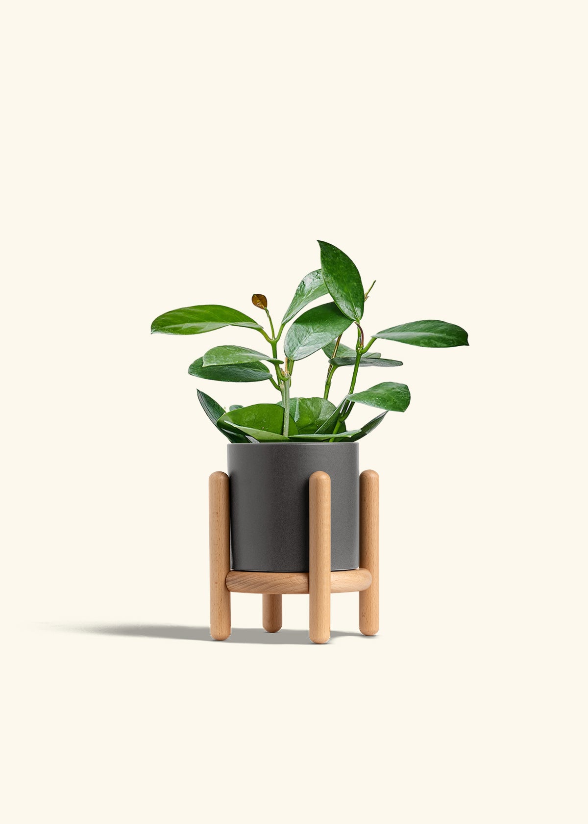 Hoya Australis in a 4 inches Charcoal Classic Cylinder Planter in a Beech Wood Stand