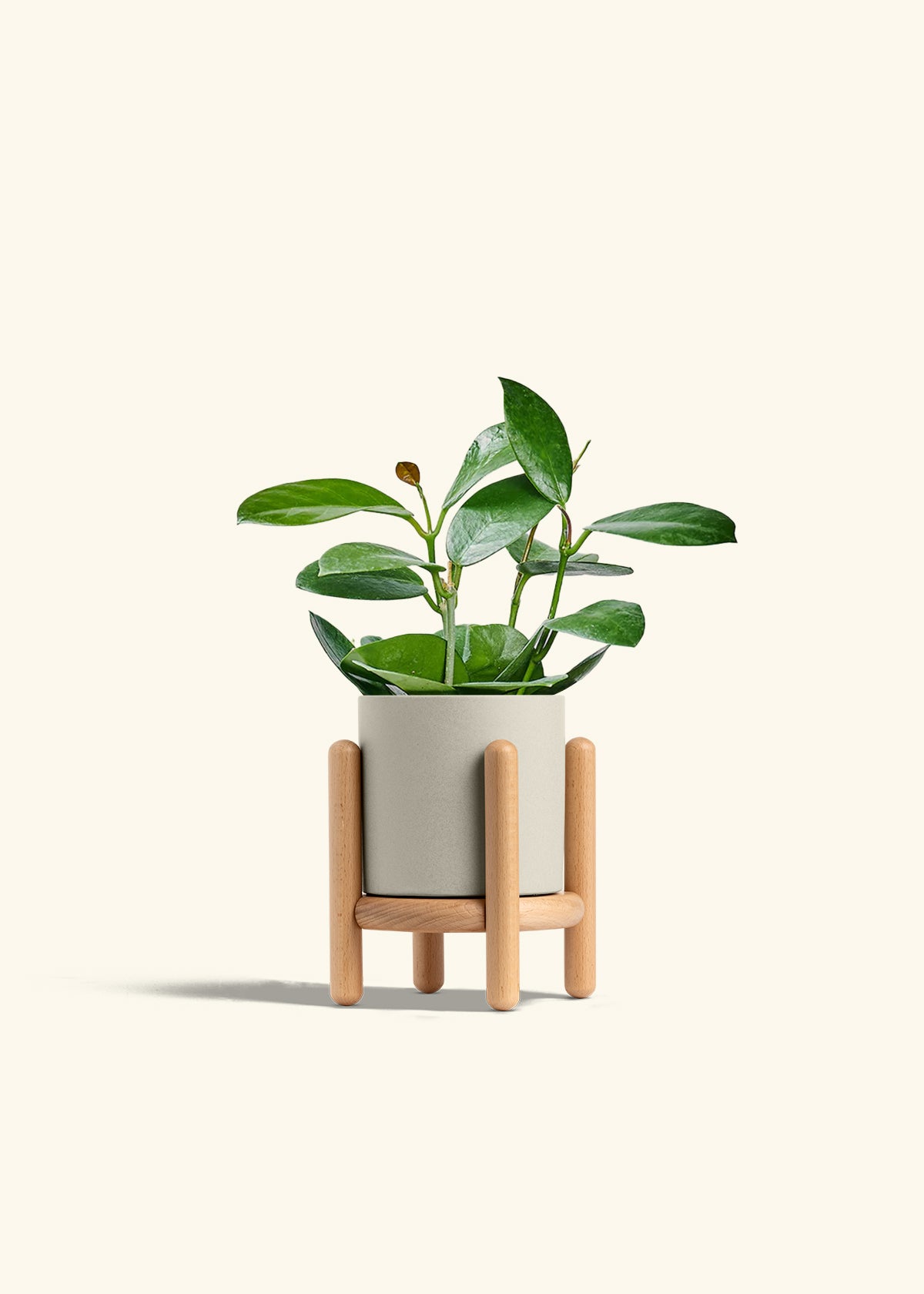 Hoya Australis in a 4 inches Oat Classic Cylinder Planter in a Beech Wood Stand