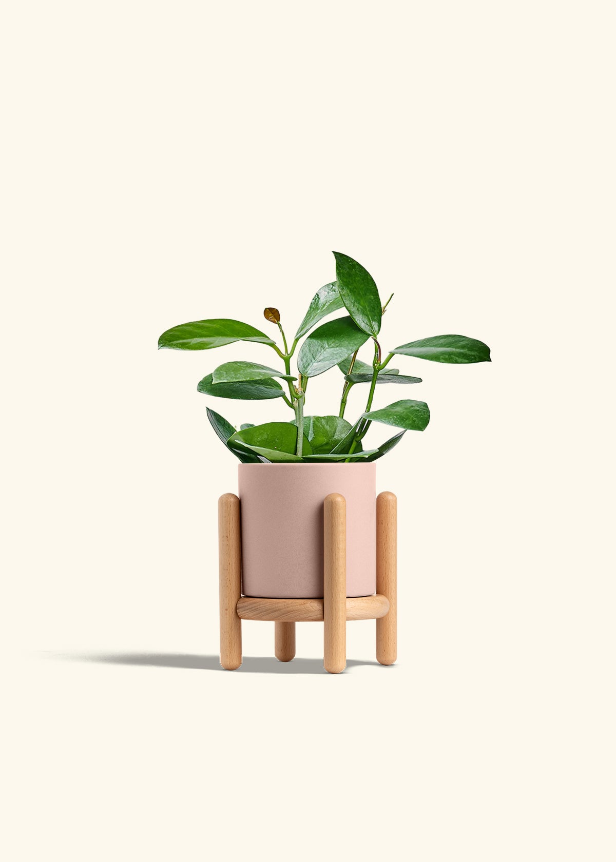 Hoya Australis in a 4 inches Pink Classic Cylinder Planter in a Beech Wood Stand