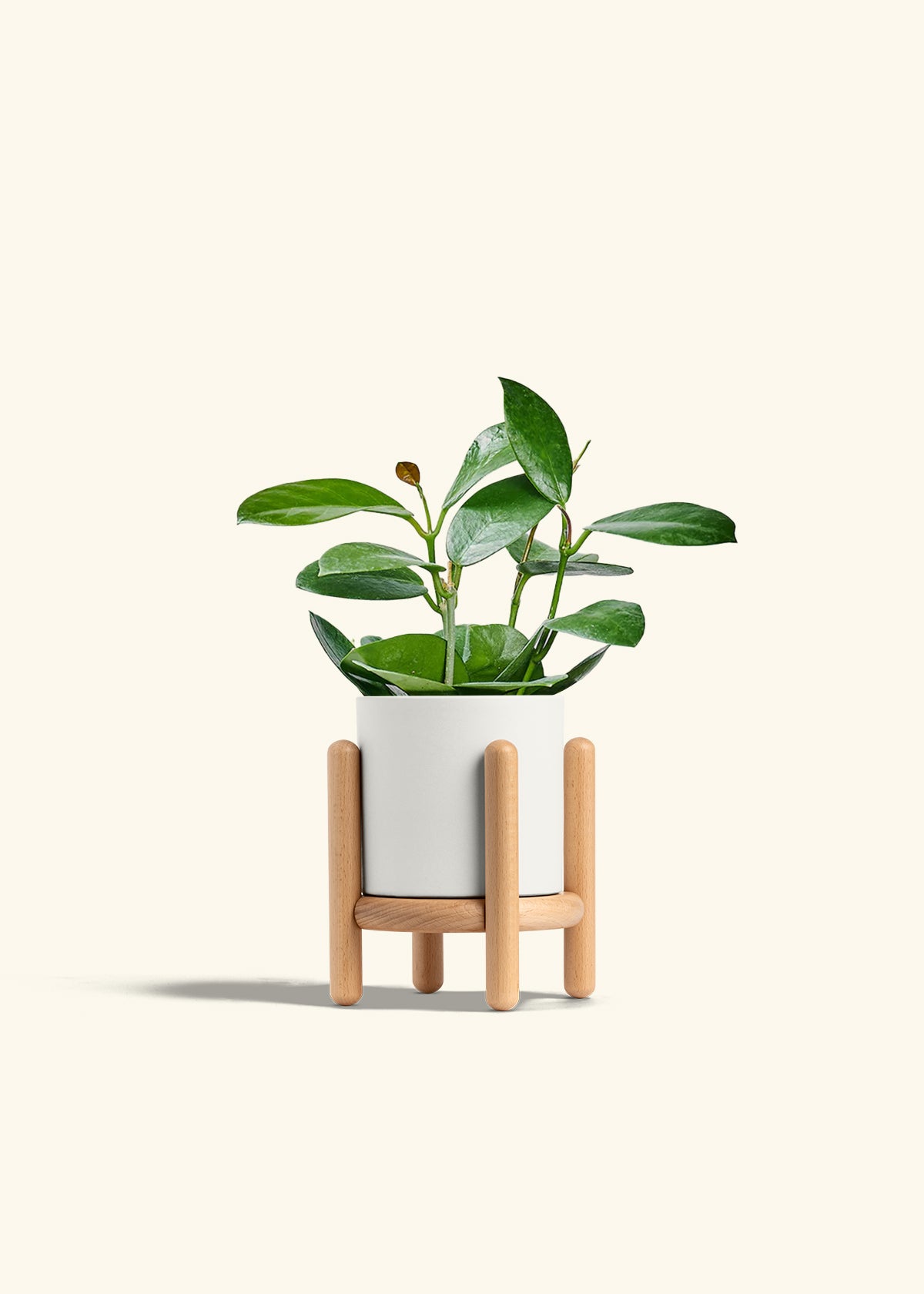 Hoya Australis in a 4 inches White Classic Cylinder Planter in a Beech Wood Stand