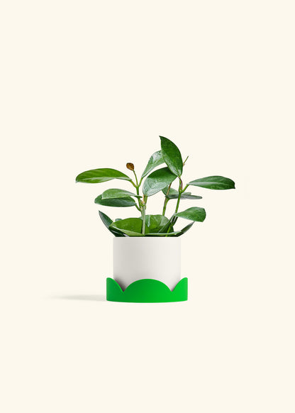 Hoya Australis in a 4 inches White Classic Cylinder Planter in a Shamrock Petal Drip Tray