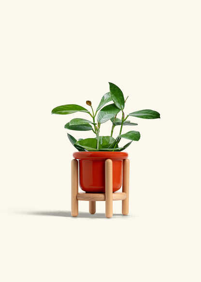 Hoya Australis in a 4 inches Fat Lip Red Planter in a Beech Wood Stand