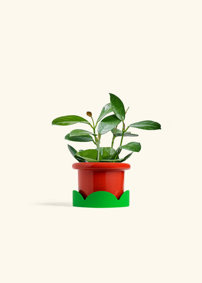 Hoya Australis in a 4 inches Fat Lip Red Planter in a Shamrock Petal Drip Tray