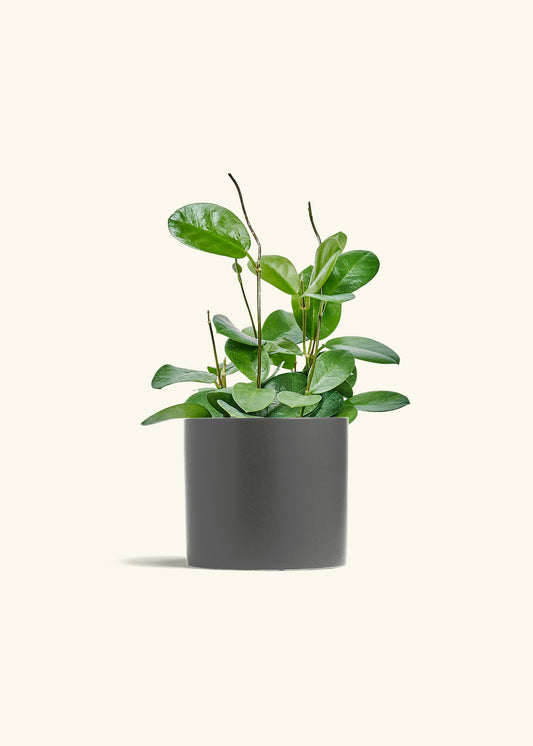 Hoya Australis in a 6 inches Charcoal Classic Cylinder Planter 