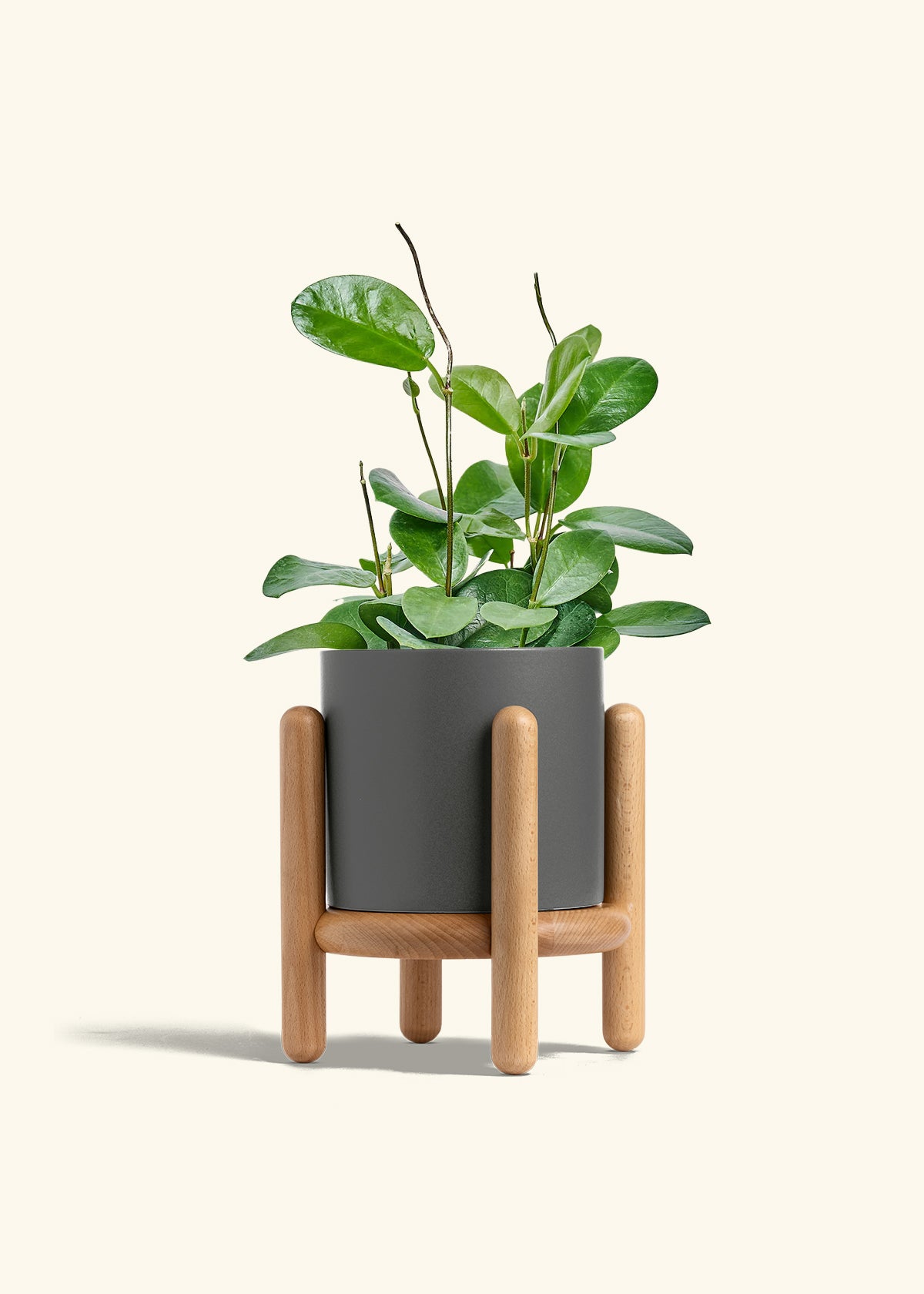 Hoya Australis in a 6 inches Charcoal Classic Cylinder Planter in a Beech Wood Stand