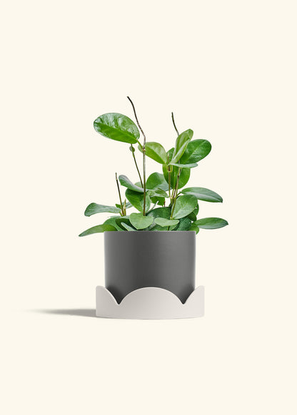 Hoya Australis in a 6 inches Charcoal Classic Cylinder Planter in a Oat Petal Drip Tray