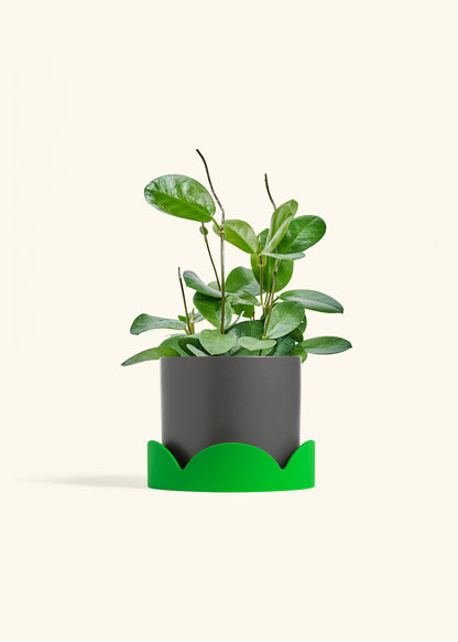 Hoya Australis in a 6 inches Charcoal Classic Cylinder Planter in a Shamrock Petal Drip Tray