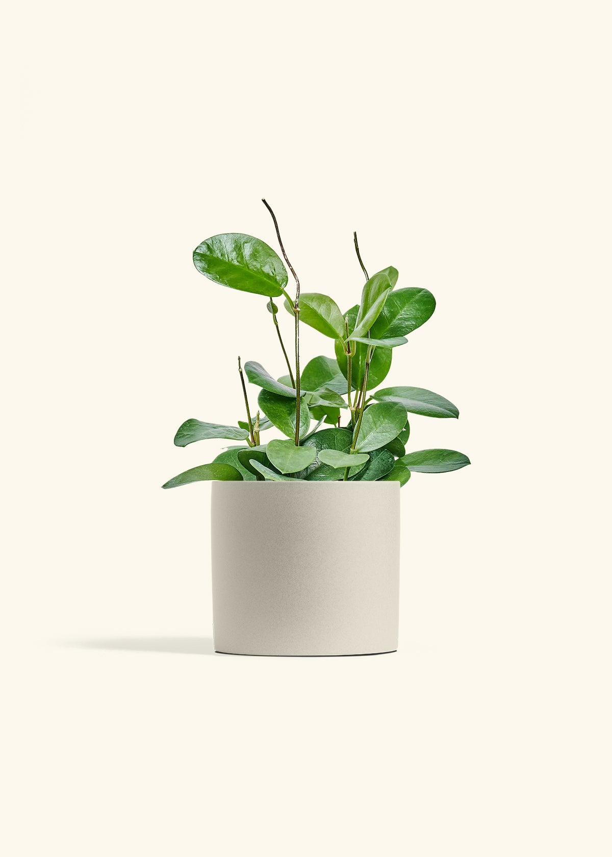 Hoya Australis in a 6 inches Oat Classic Cylinder Planter 