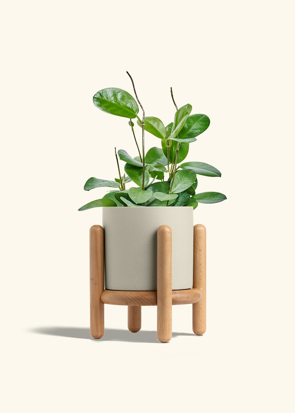 Hoya Australis in a 6 inches Oat Classic Cylinder Planter in a Beech Wood Stand