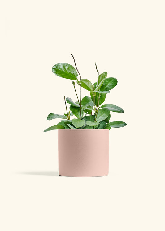 Hoya Australis in a 6 inches Pink Classic Cylinder Planter 