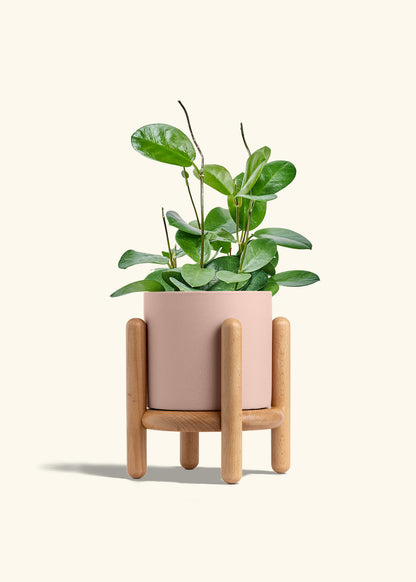 Hoya Australis in a 6 inches Pink Classic Cylinder Planter in a Beech Wood Stand