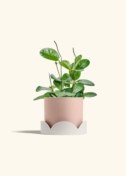 Hoya Australis in a 6 inches Pink Classic Cylinder Planter in a Oat Petal Drip Tray