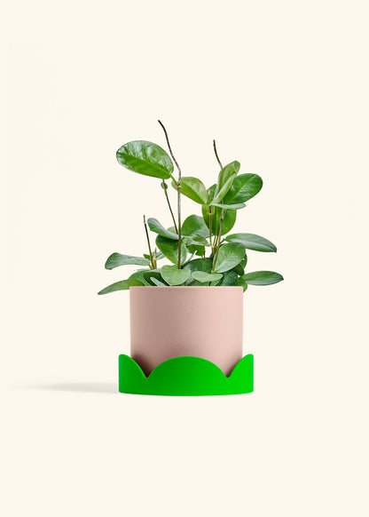 Hoya Australis in a 6 inches Pink Classic Cylinder Planter in a Shamrock Petal Drip Tray