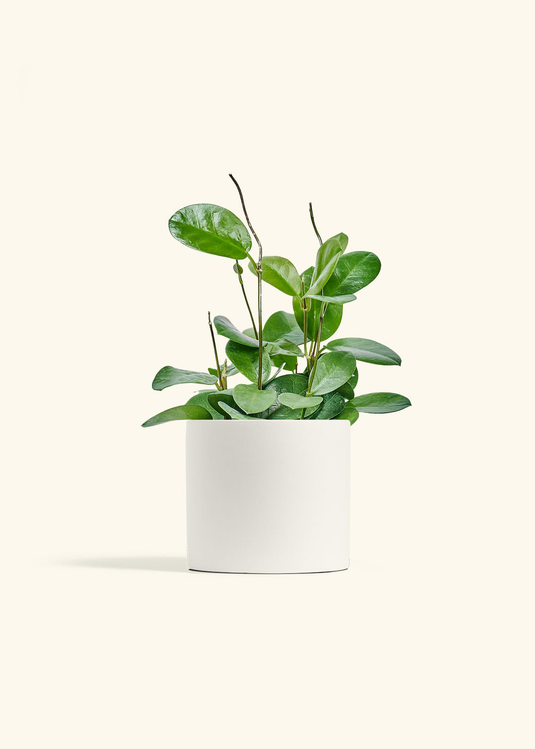 Hoya Australis in a 6 inches White Classic Cylinder Planter 