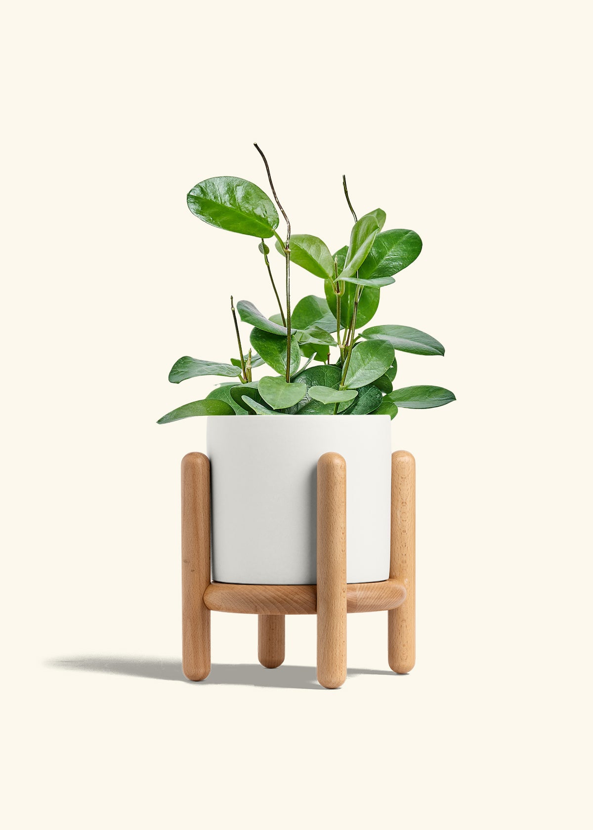 Hoya Australis in a 6 inches White Classic Cylinder Planter in a Beech Wood Stand