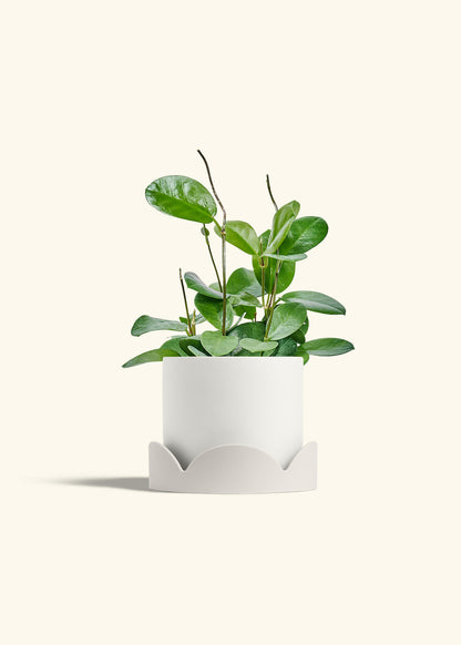 Hoya Australis in a 6 inches White Classic Cylinder Planter in a Oat Petal Drip Tray