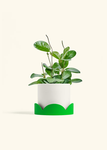 Hoya Australis in a 6 inches White Classic Cylinder Planter in a Shamrock Petal Drip Tray