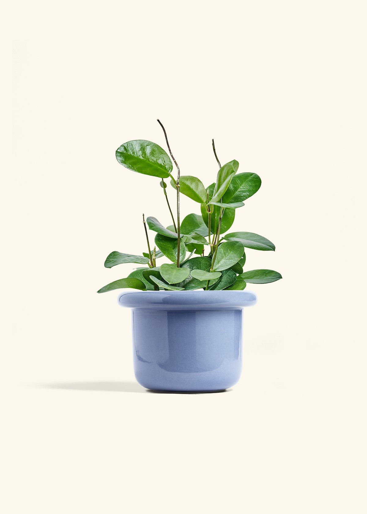 Hoya Australis in a 6 inches Fat Lip Blue Planter 