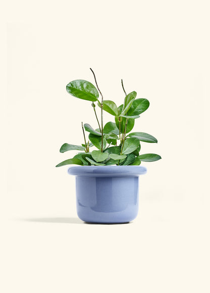 Hoya Australis in a 6 inches Fat Lip Blue Planter 