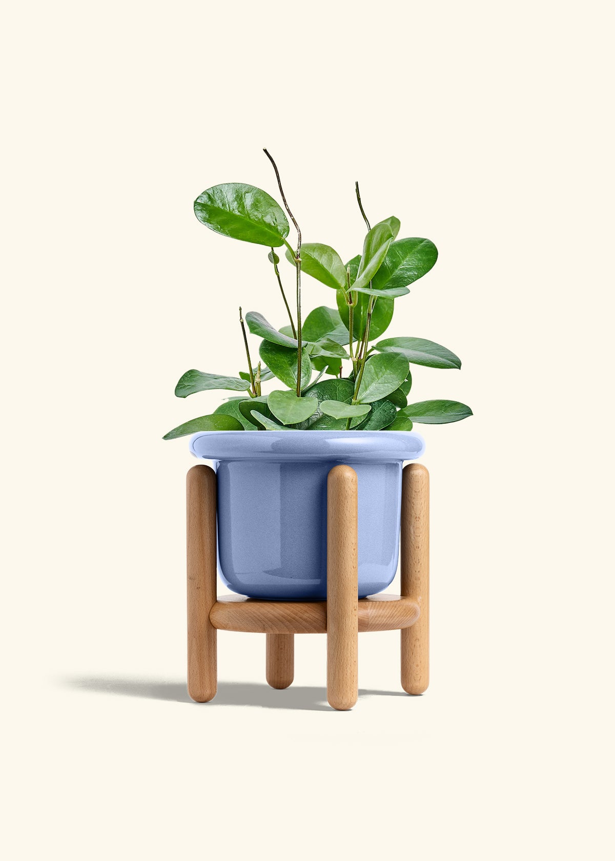 Hoya Australis in a 6 inches Fat Lip Blue Planter in a Beech Wood Stand