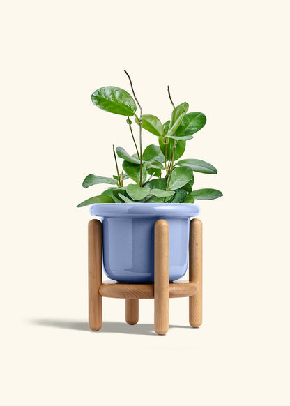 Hoya Australis in a 6 inches Fat Lip Blue Planter in a Beech Wood Stand
