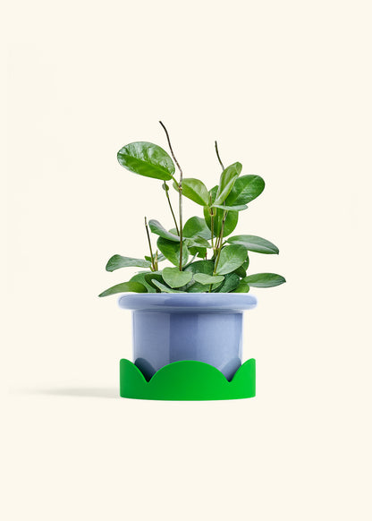 Hoya Australis in a 6 inches Fat Lip Blue Planter in a Shamrock Petal Drip Tray