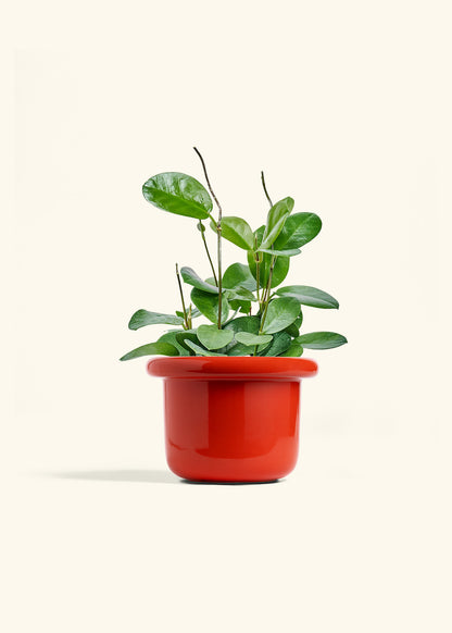Hoya Australis in a 6 inches Fat Lip Red Planter 