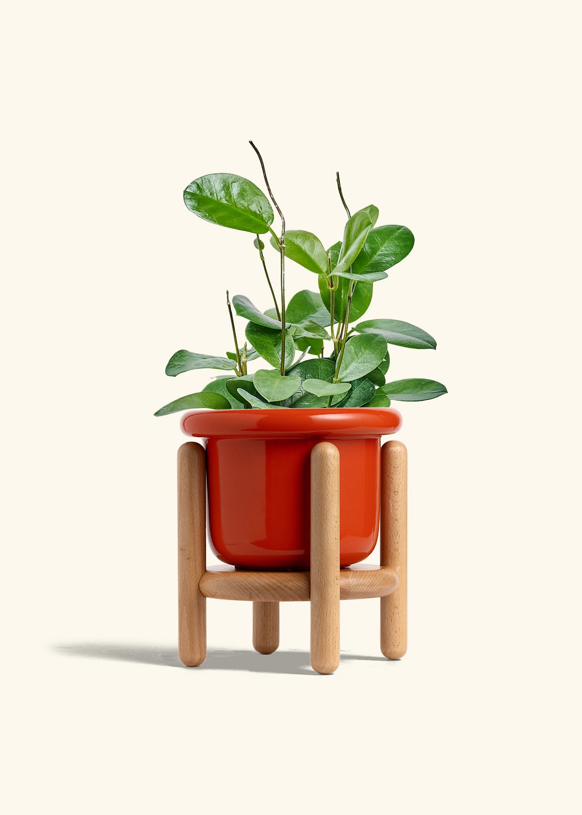 Hoya Australis in a 6 inches Fat Lip Red Planter in a Beech Wood Stand
