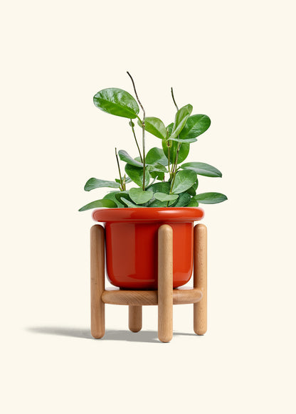 Hoya Australis in a 6 inches Fat Lip Red Planter in a Beech Wood Stand