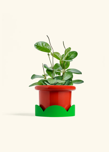 Hoya Australis in a 6 inches Fat Lip Red Planter in a Shamrock Petal Drip Tray