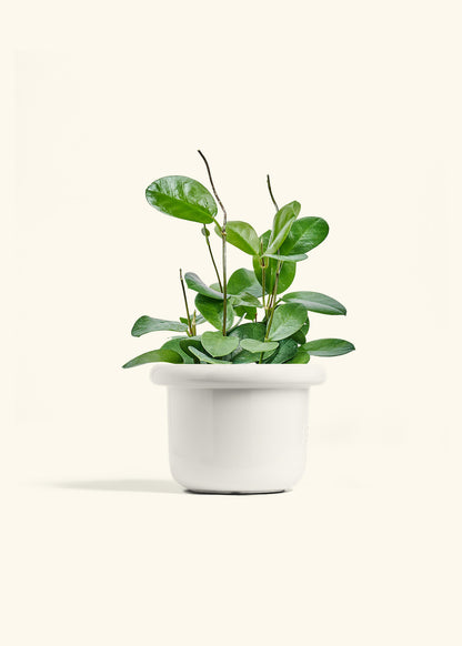Hoya Australis in a 6 inches Fat Lip White Planter 