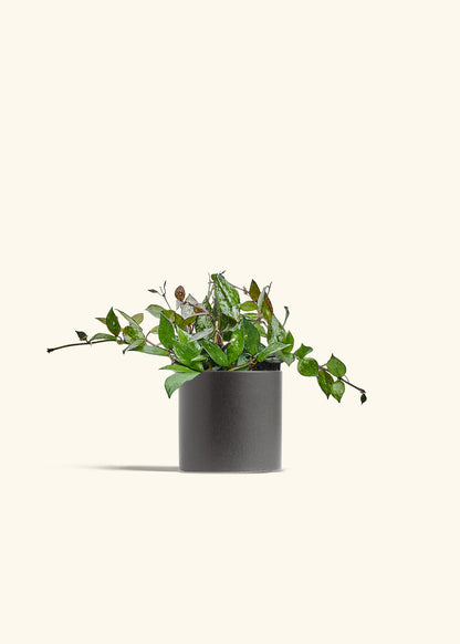 Hoya Black in a 4 inches Charcoal Classic Cylinder Planter 