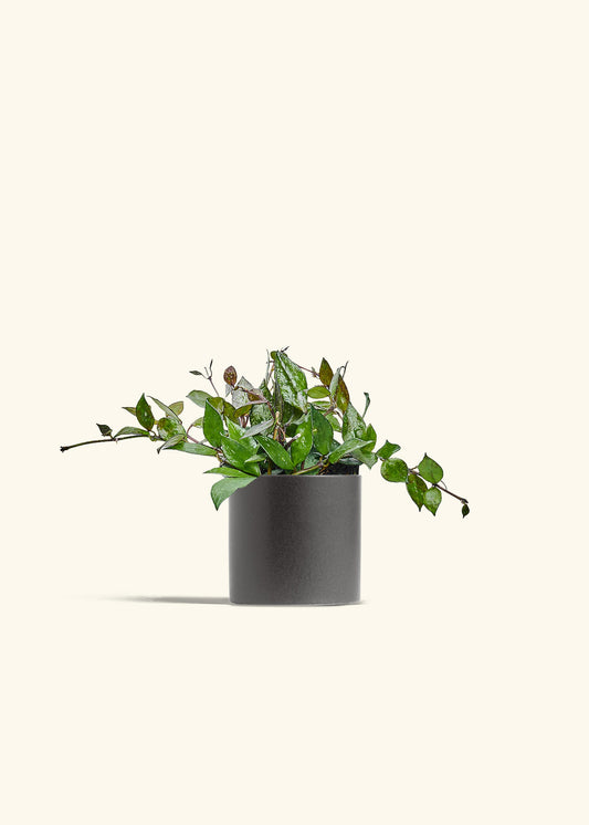 Hoya Black in a 4 inches Charcoal Classic Cylinder Planter 