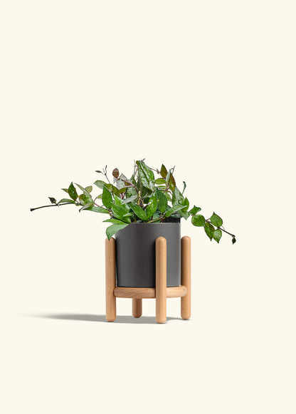 Hoya Black in a 4 inches Charcoal Classic Cylinder Planter in a Beech Wood Stand