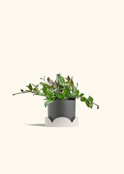 Hoya Black in a 4 inches Charcoal Classic Cylinder Planter in a Oat Petal Drip Tray