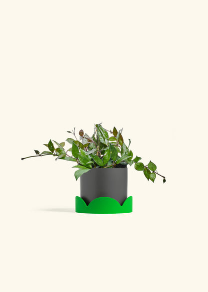 Hoya Black in a 4 inches Charcoal Classic Cylinder Planter in a Shamrock Petal Drip Tray