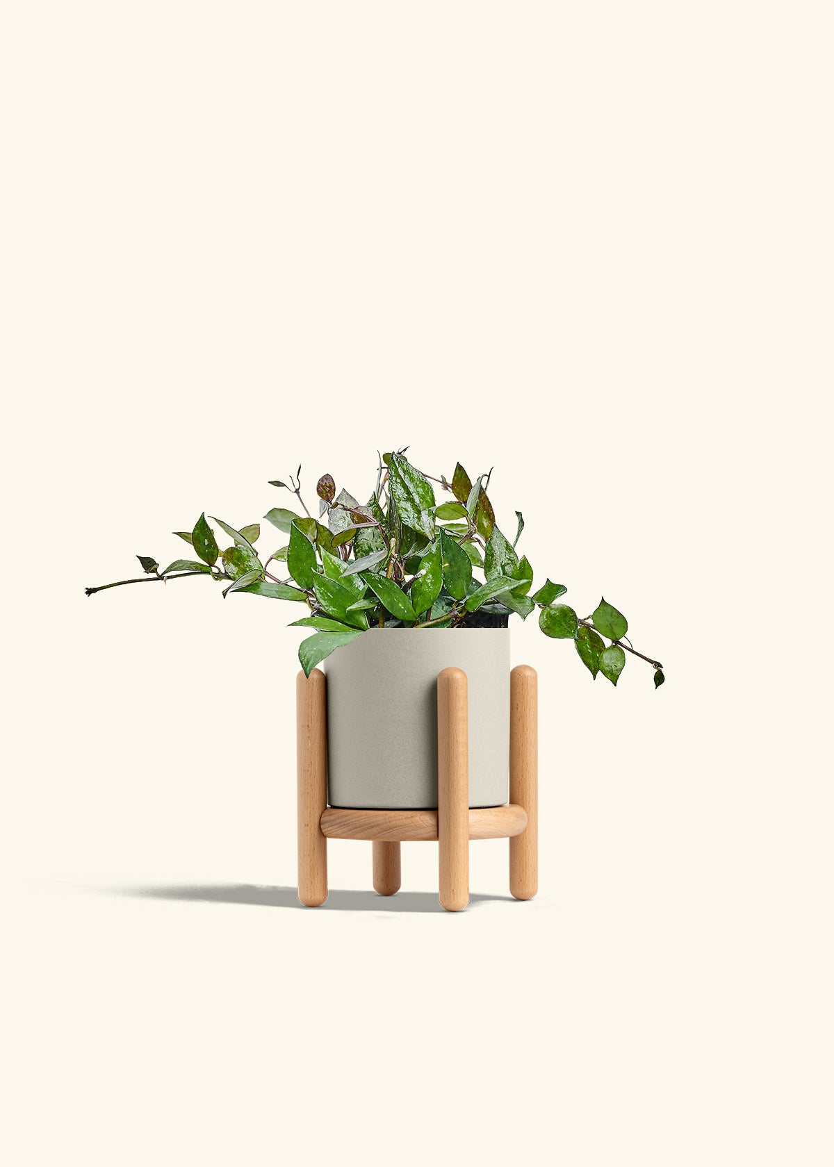 Hoya Black in a 4 inches Oat Classic Cylinder Planter in a Beech Wood Stand