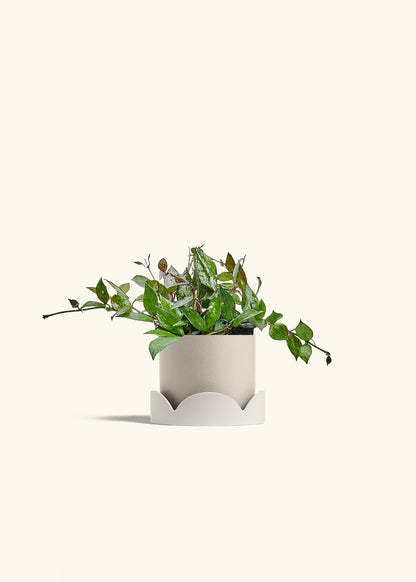 Hoya Black in a 4 inches Oat Classic Cylinder Planter in a Oat Petal Drip Tray