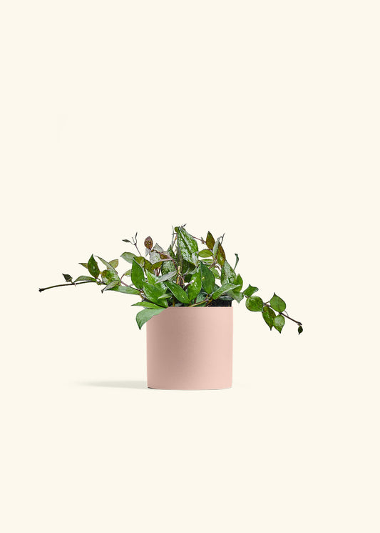 Hoya Black in a 4 inches Pink Classic Cylinder Planter 