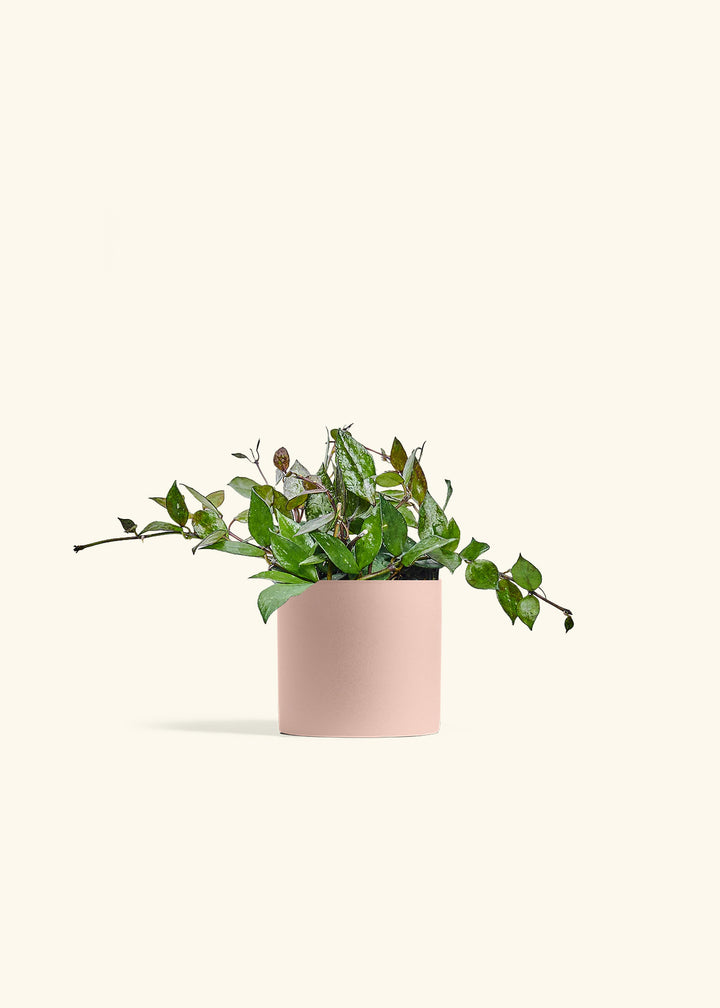 Hoya Black in a 4 inches Pink Classic Cylinder Planter 