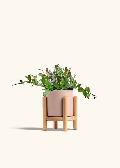 Hoya Black in a 4 inches Pink Classic Cylinder Planter in a Beech Wood Stand