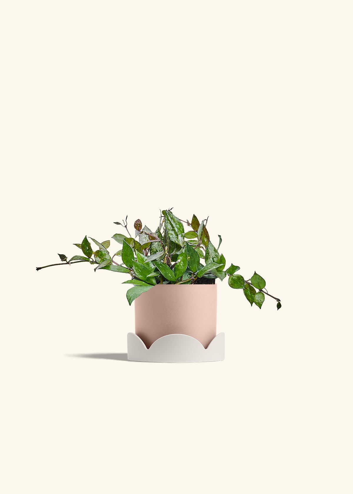Hoya Black in a 4 inches Pink Classic Cylinder Planter in a Oat Petal Drip Tray